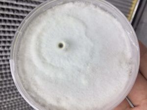 Micelio del hongo